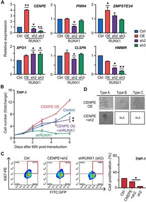 Corrigendum: RUNX1 Upregulates CENPE to Promote Leukemic Cell Proliferation